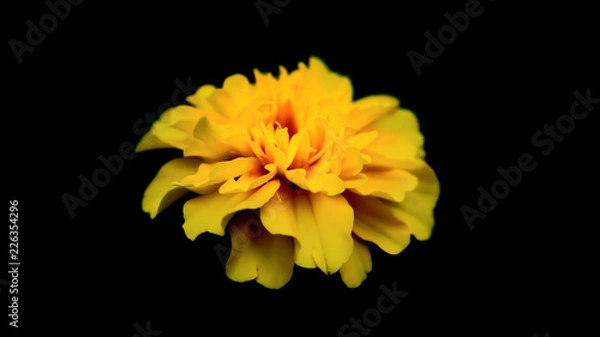 Obraz yellow flower