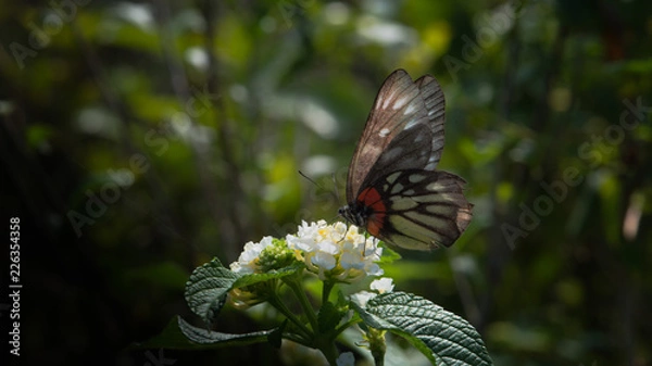 Obraz butterfly on a flower