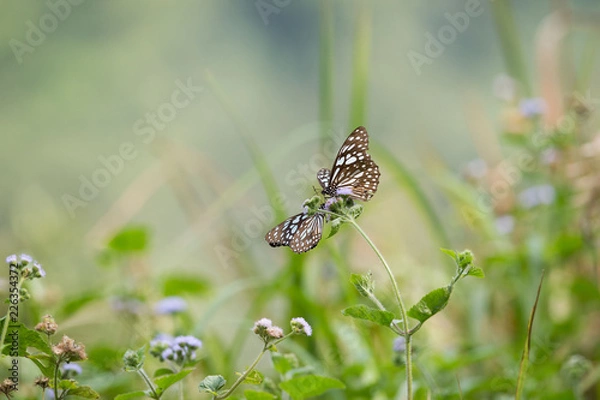 Obraz butterfly on leaf