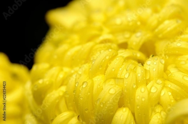 Obraz yellow chrysanthemum