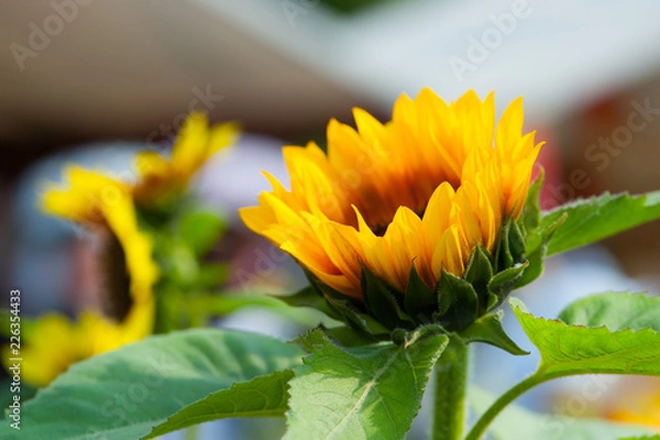 Obraz sunflower in garden