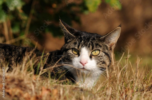 Obraz Getigerte Katze im Gras