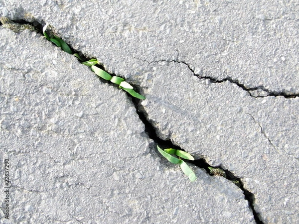 Fototapeta Begrünung