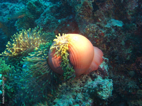 Obraz geschlossene anemone