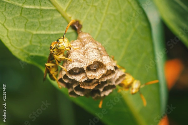 Fototapeta Wespennest