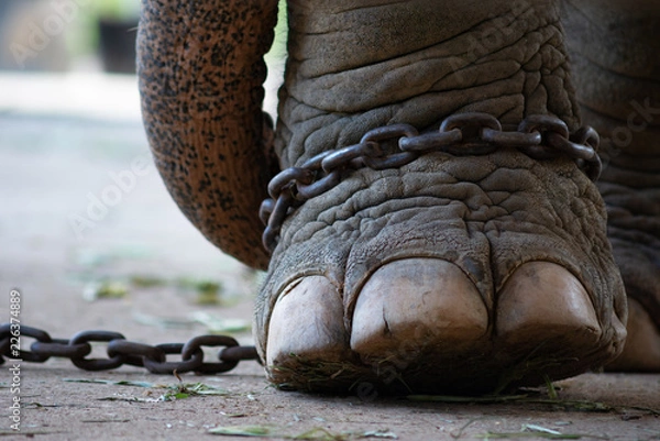 Obraz niewola słonia