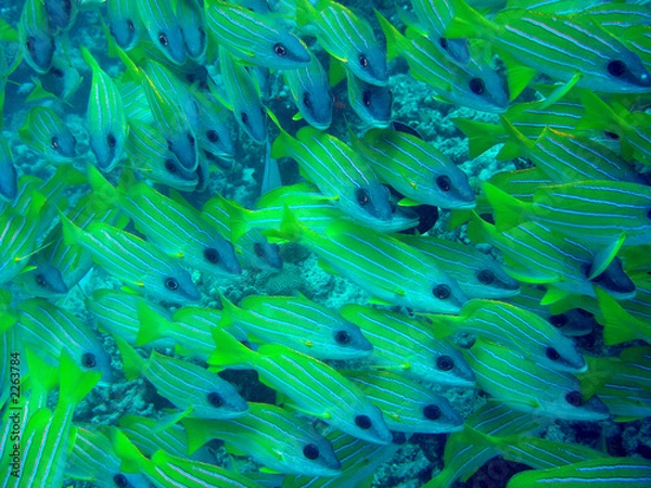 Obraz blaustreifenschnapper, fisch