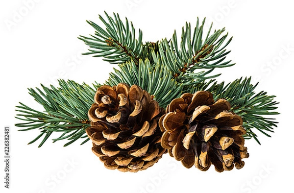 Fototapeta Brown pine cone on white background with clipping pass