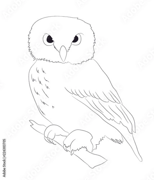 Obraz owl stands drawing lines, vector