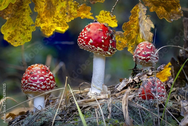 Fototapeta Amanita muscaria fly agaric red mushrooms with white spots in grass