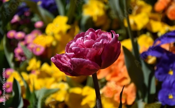 Fototapeta Focus on blooming purple double late tulip. Purple tulip surrounded by multicolour (blue, yellow, orange) flowers. Beautiful tulips on tulip field with green leaf background. Spring concept.