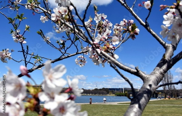 Fototapeta People enjoy the sunny Spring in Canberra. Cherry tree blooming along the walkway of Lake Burley Griffin. View of the National Library of Australia and Parliament House from Commonwealth Park.