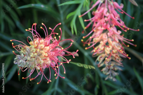 Obraz Closeup of pink and yellow Grevillea flower located in Queensland, Australia