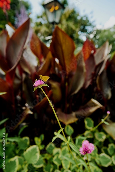 Obraz Yellow Butterfly on Flower