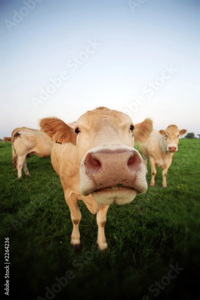 Fototapeta vache