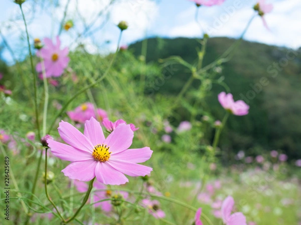 Fototapeta コスモス畑