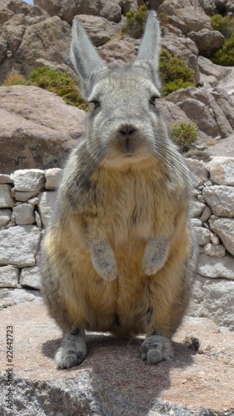 Fototapeta Viscacha