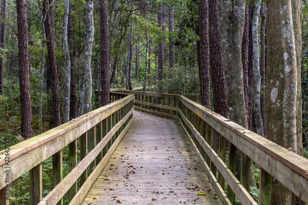 Obraz Boardwalk in the trees 