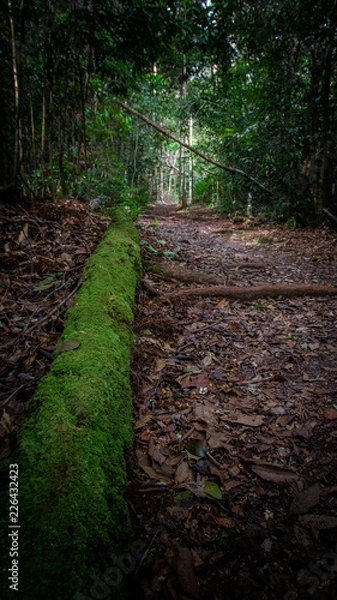 Fototapeta Getting Lost