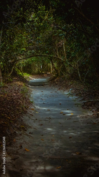 Obraz Going to Forrest