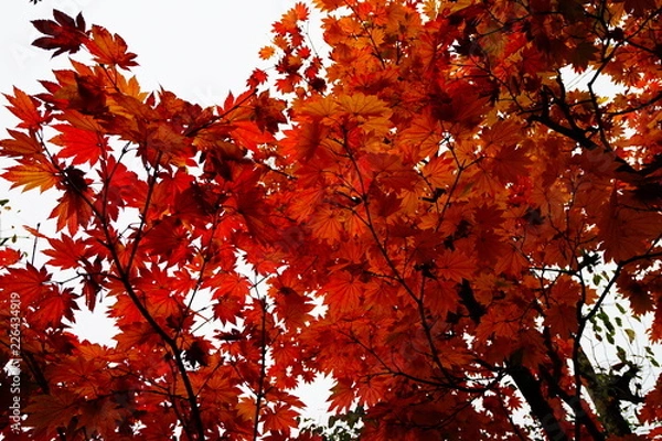 Fototapeta 真っ赤な紅葉