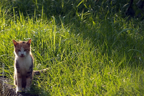 Obraz 朝日に照らされるノラネコ