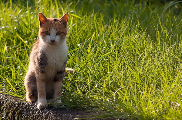 Obraz 微笑む子ねこ