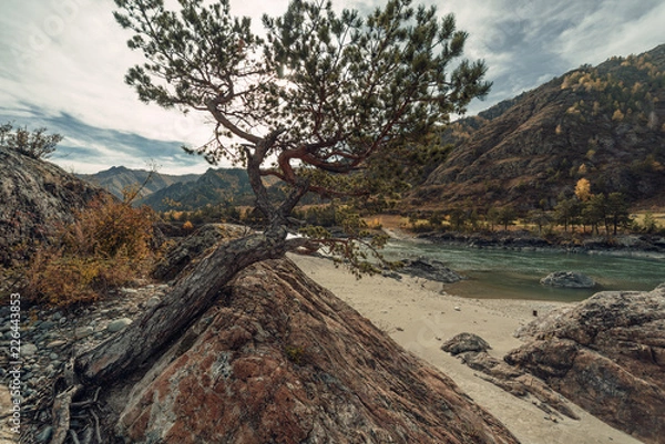 Obraz ALtay - Chemal. (Алтай - Чемал)