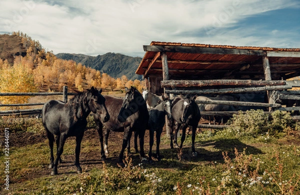 Obraz ALtay - Chemal. (Алтай - Чемал)