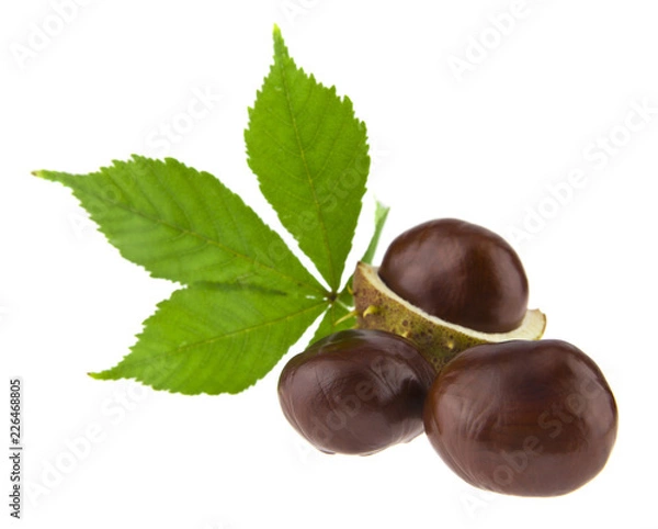 Obraz Chestnuts isolated on white background
