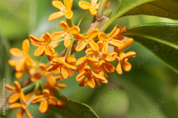 Fototapeta キンモクセイ