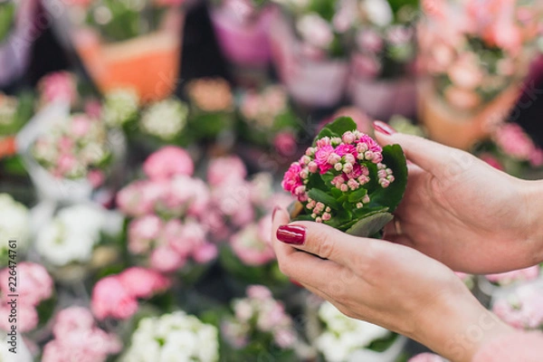 Obraz A girl buys Kalanchoe from a flower shop. He holds a small Kalanchoe. Copy space