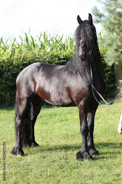Obraz Horse