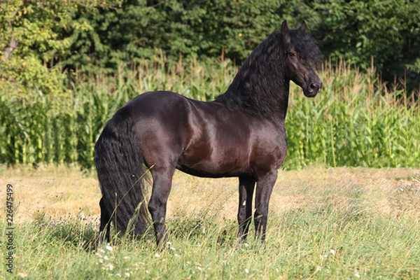 Obraz Horse