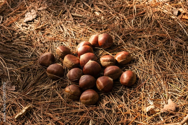 Obraz 秋の味覚、森の中の栗