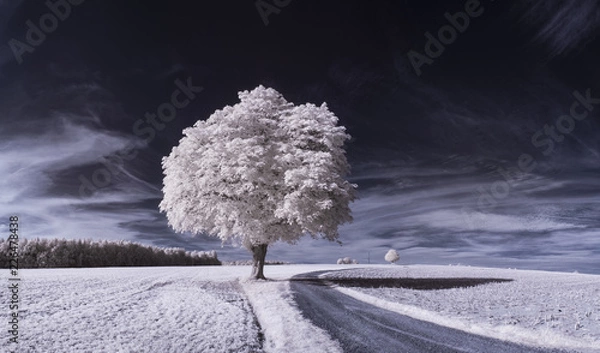 Fototapeta infrared photography - ir photo of landscape with tree under sky with clouds - the art of our world and plants in the infrared camera spectrum