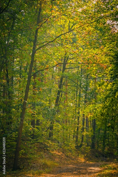 Fototapeta forest path in autumn