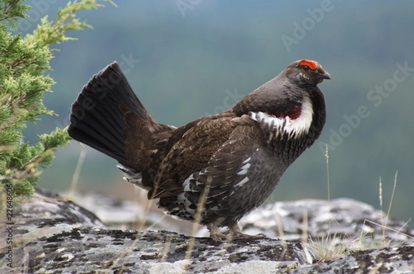 Obraz Blue Grouse 01