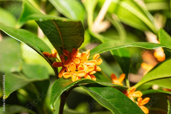 Fototapeta キンモクセイ