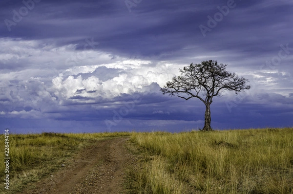 Obraz Dirt road between savannah grasses, leading to solitary tree. Storm brewing over African landscape. Wildebeest hiding amongst the grass. Vultures on lookout in the tree.