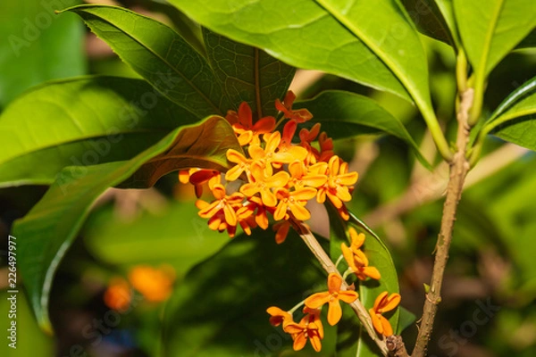 Fototapeta 金木犀