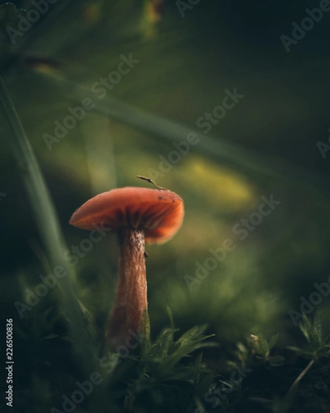 Fototapeta Tiny mushroom in the grass
