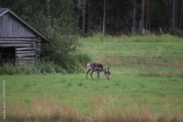 Obraz Renntier