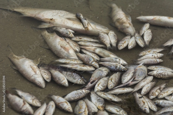 Obraz Dead fish at the river