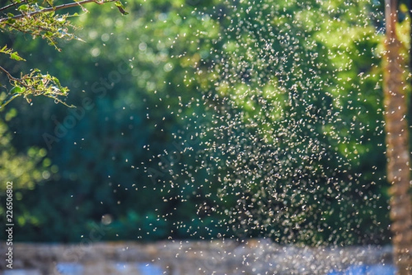 Obraz inwazja komarów