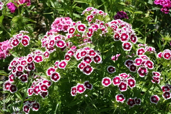 Obraz Sweet William Growing in a Garden