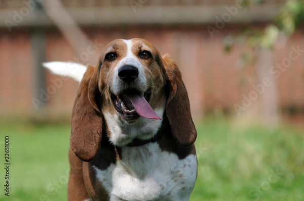 Fototapeta Beagle