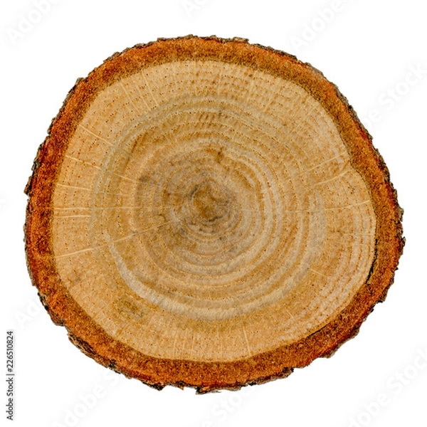 Obraz Oak tree cross section isolated on white background