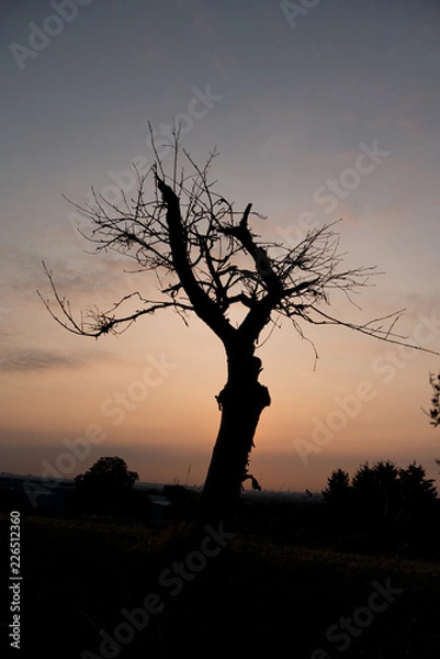 Fototapeta Baum im Sonnenaufgang