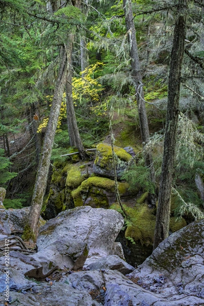 Obraz Glacier NP trees